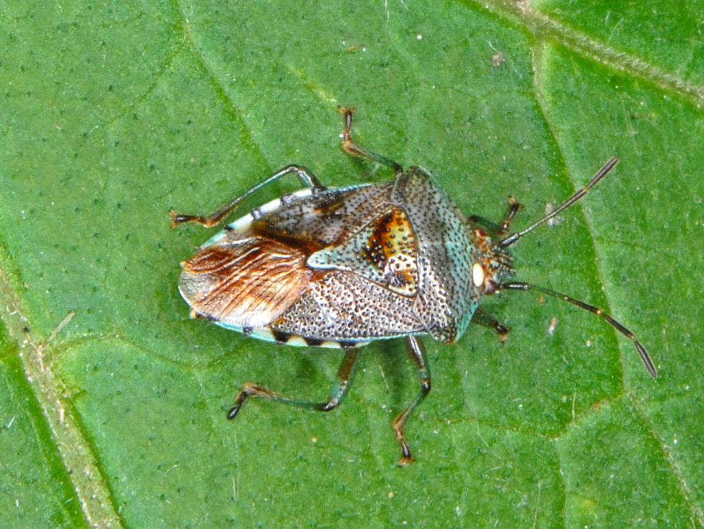 Pentatomidae?  No, Acanthosomatidae: Elasmucha grisea
